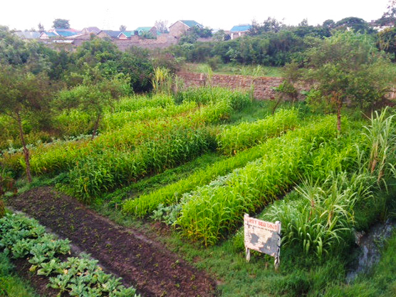 Mini-farms like G-BIACK’s 40-bed unit in Kenya help pull down carbon from the atmosphere